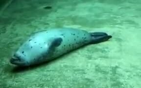 Seal Playing Dead