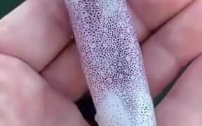 Squid With A Colorful Display
