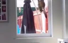 Cat Burglar Trying To Sneak In - Animals - VIDEOTIME.COM