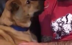 When A Dog Is Truly Man's Best Friend - Animals - VIDEOTIME.COM