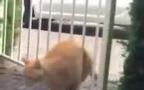 When A Fat Cat Gets Stuck - Animals - VIDEOTIME.COM