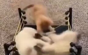 Kittens Fighting Inside A Ring