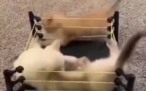 Kittens Fighting Inside A Ring - Animals - VIDEOTIME.COM