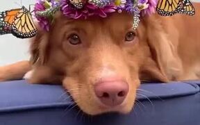 Dog Wearing A Tiara With Real Butterflies