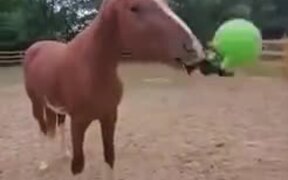 A Horse Taught To Use A Weapon - Animals - VIDEOTIME.COM