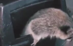 Raccoon Answering Knock On The Door - Animals - VIDEOTIME.COM