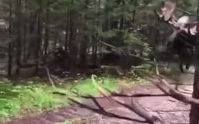 A Giant Scary Moose Walking In Forest