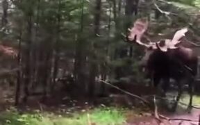 A Giant Scary Moose Walking In Forest - Animals - VIDEOTIME.COM