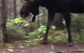 A Giant Scary Moose Walking In Forest - Animals - VIDEOTIME.COM