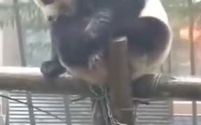 Pandas Are Boring - Animals - VIDEOTIME.COM
