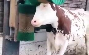 Cow Enjoying A Good Scratch