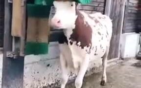 Cow Enjoying A Good Scratch - Animals - VIDEOTIME.COM