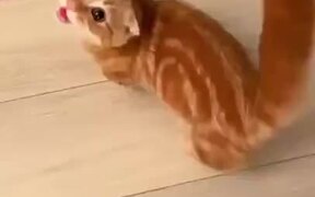 Cutest Kitten Seeking Attention