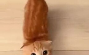 Cutest Kitten Seeking Attention - Animals - VIDEOTIME.COM