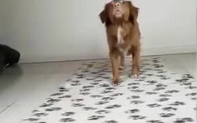A Dog Who Mustard Balancing Tricks