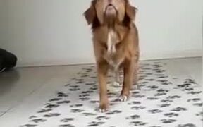 A Dog Who Mustard Balancing Tricks