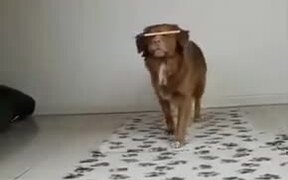 A Dog Who Mustard Balancing Tricks - Animals - VIDEOTIME.COM