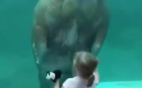 Walrus Vs Little Girl