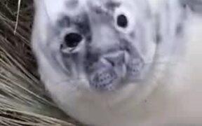 White Baby Seal Napping On Land - Animals - VIDEOTIME.COM