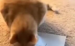 Kitty Playing Tic Tac Toe