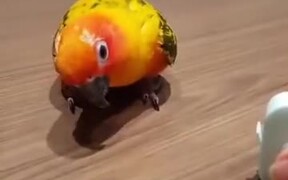 A Parrot Expressing Surprise