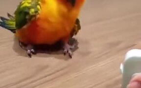 A Parrot Expressing Surprise