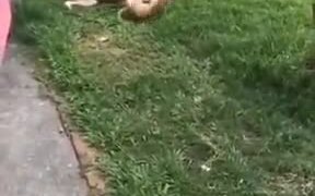 Kitten Attacking Dog - Animals - VIDEOTIME.COM