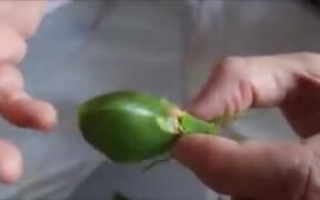 A Unique Leaf Bug - Animals - VIDEOTIME.COM
