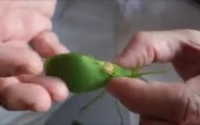 A Unique Leaf Bug
