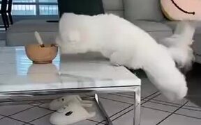 A Gymnastic Dog - Animals - VIDEOTIME.COM