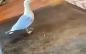 Bird Stealing From A Shop