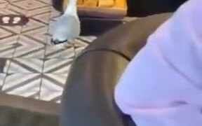 Bird Stealing From A Shop - Animals - VIDEOTIME.COM