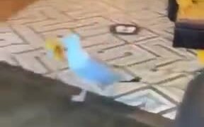 Bird Stealing From A Shop - Animals - VIDEOTIME.COM