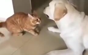 Irritating House Cat Vs Dog - Animals - VIDEOTIME.COM