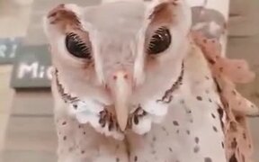 An Owl You Have Never Seen Before - Animals - VIDEOTIME.COM