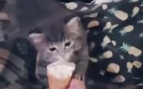 When This Kitten Loves A Food