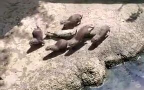Otters Chasing A Big Butterfly - Animals - VIDEOTIME.COM