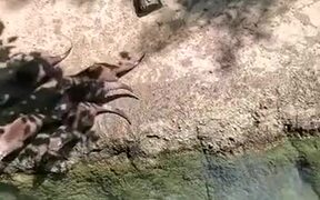 Otters Chasing A Big Butterfly