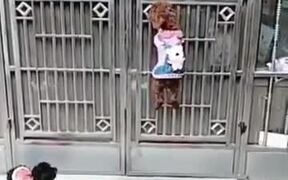 If Mission Impossible Was Created With Dogs