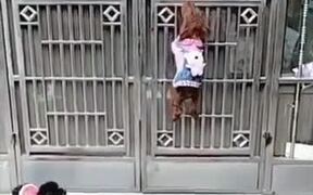If Mission Impossible Was Created With Dogs