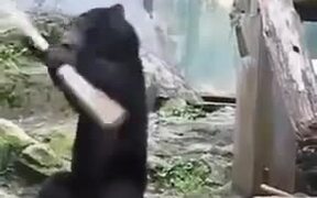 A Bear Knows How To Handle A Staff