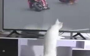 White Cat Spreading Bad Luck