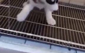 Fastest Eating Puppy