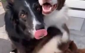 Two Dogs Best Friends - Animals - VIDEOTIME.COM