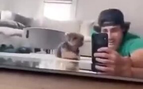 Dog Sneaking On Human