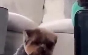 Dog Sneaking On Human - Animals - VIDEOTIME.COM