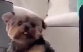 Dog Sneaking On Human