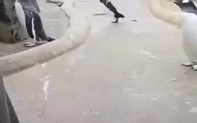 Who Said Penguins Don't Dance?
