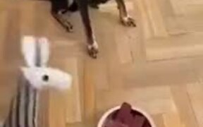 Dogs Are Intellectual - Animals - VIDEOTIME.COM