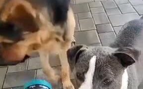 Dogs Love Spray Water - Animals - VIDEOTIME.COM